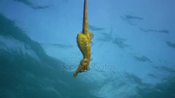 Caballo de mar de hocico corto (hipocampo hipocampo ) — Vídeo de stock