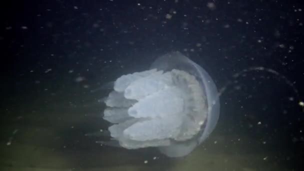 Rhizostoma pulmo, flottant dans la colonne d'eau. Une scyphoméduse de la famille des Rhizostomatidae — Video