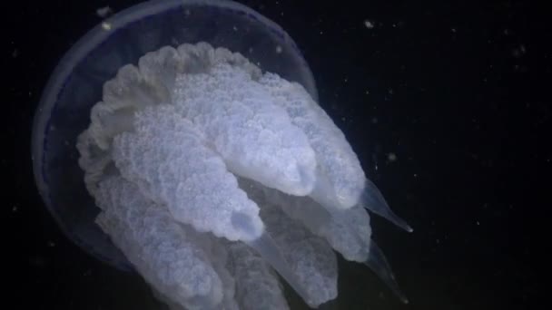 Rhizostoma pulmo, flottant dans la colonne d'eau. Une scyphoméduse de la famille des Rhizostomatidae — Video