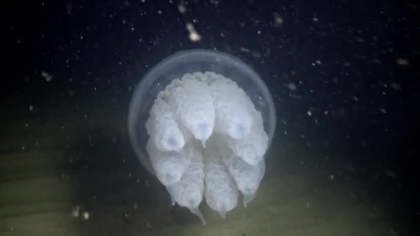 Rhizostoma pulmo, zwevend in de waterkolom. Een scyphomedusa uit de familie Rhizostomatidae — Stockvideo