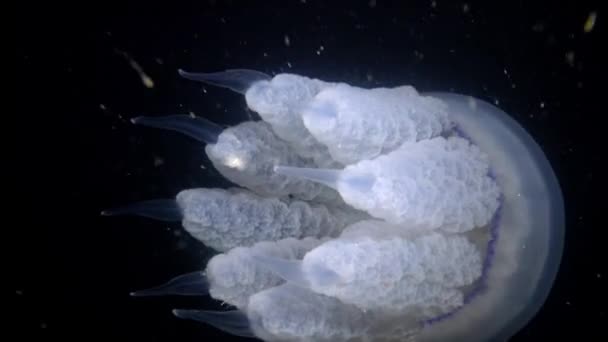 Rhizostoma pulmo, schwimmend in der Wassersäule. eine Sense aus der Familie der Rhizostomatidae — Stockvideo