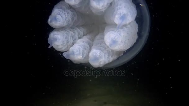 Rhizostoma pulmo, flottant dans la colonne d'eau. Une scyphoméduse de la famille des Rhizostomatidae — Video