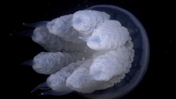 Rhizostoma pulmo, schwimmend in der Wassersäule. eine Sense aus der Familie der Rhizostomatidae — Stockvideo