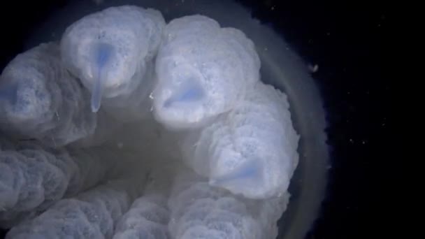 Rhizostoma pulmo, flottant dans la colonne d'eau. Une scyphoméduse de la famille des Rhizostomatidae — Video