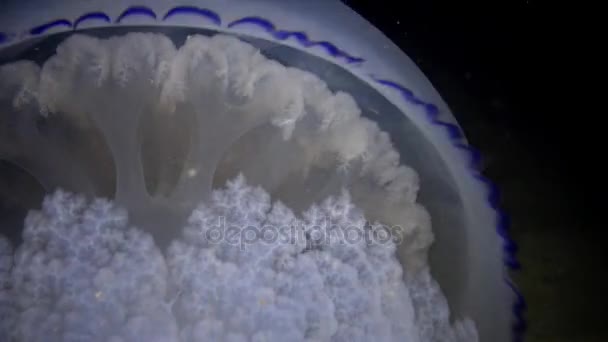 Rhizostoma pulmo, flytande i vattenmassan. En scyphomedusa i familjen Rhizostomatidae — Stockvideo