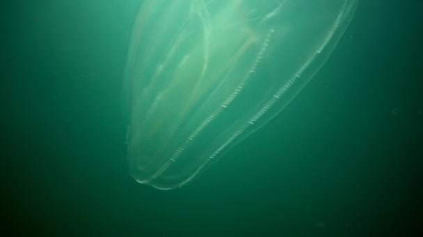 Ctenóforos, invasor de peines al Mar Negro, medusas Mnemiopsis leidy. Ucrania, la parte norte del Mar Negro — Vídeos de Stock