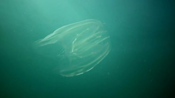 Ktenophore, Kamminvasoren ins Schwarze Meer, Quallen-Mnemiopsis leidy. Ukraine, der nördliche Teil des Schwarzen Meeres — Stockvideo