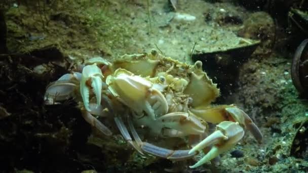 Kepiting renang jantan dan betina (Macropipus holsatus) sebelum berkembang biak — Stok Video