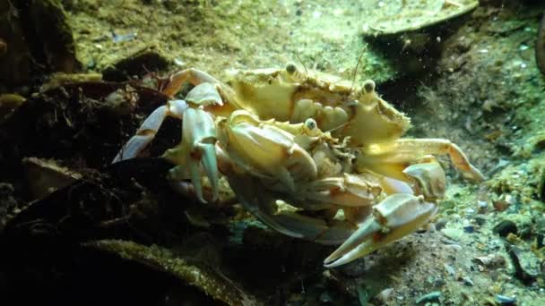 男性和女性游泳蟹 (Macropipus holsatus) 在繁殖前 — 图库视频影像