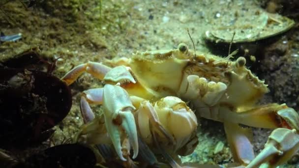 Crabe nageur (Macropipus holsatus) mâle et femelle avant la reproduction 