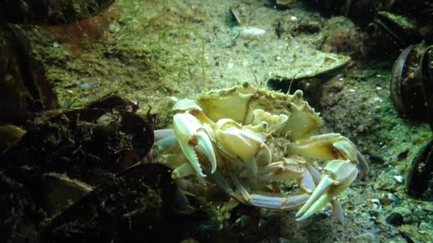 Kepiting renang jantan dan betina (Macropipus holsatus) sebelum berkembang biak — Stok Video