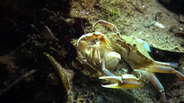 Manliga och kvinnliga krabba (Macropipus holsatus) före avel — Stockvideo