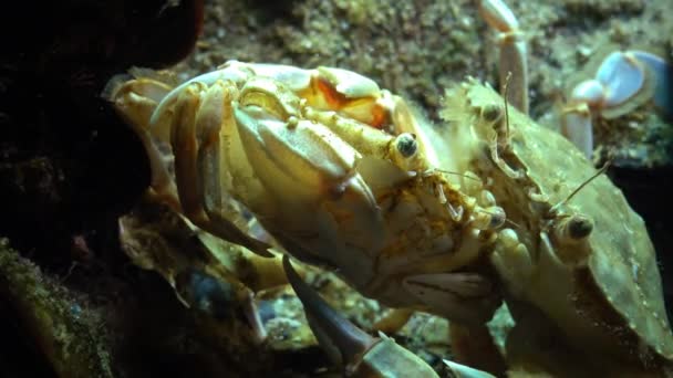 Male and female Swimming crab (Macropipus holsatus) before breeding — Stock Video