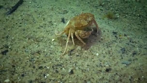 Swimming crab (Macropipus holsatus), female — Stock Video