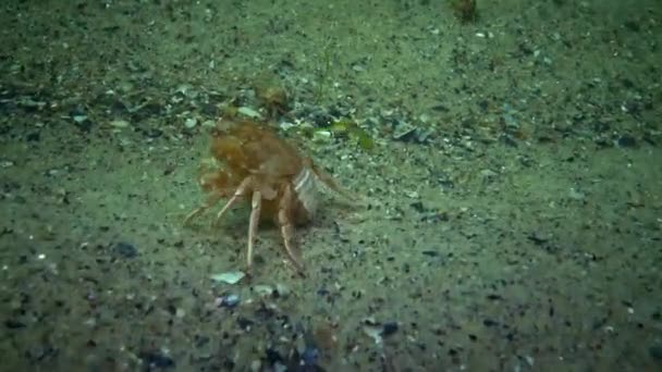 Zwemmen krab (Macropipus zwemkrab), vrouwelijke — Stockvideo