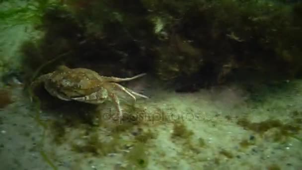 Swimming crab (Macropipus holsatus), female — Stock Video