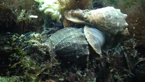 Морской инвазивный вид Veined whelk (Rapana venosa). Черное море. Украина . — стоковое видео