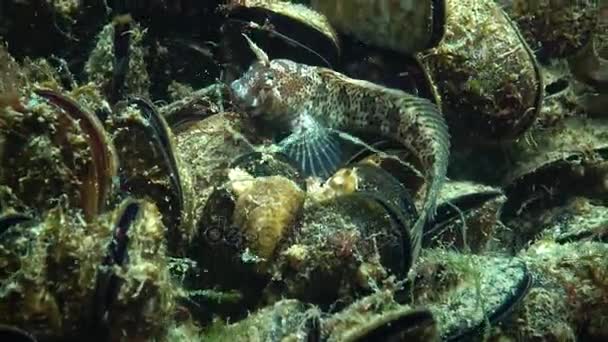 Peces del Mar Negro, Blenny entrelazado, (Parablennius tentacularis ) — Vídeo de stock