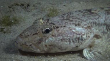 Deniz kabukları ile kaplı alt üzerinde Rus kamçısı kaya balığı (Mesogobius batrachocephalus) yalan balık