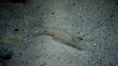Baltık karides (Palaemon adspersus), gözleri gece çekim, karides şeffaf