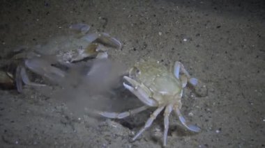 Denizanası Aurelia aurita Redfish (Macropipus holsatus) Yengeç yemek