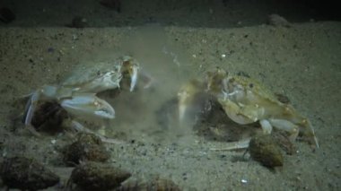 Denizanası Aurelia aurita Redfish (Macropipus holsatus) Yengeç yemek