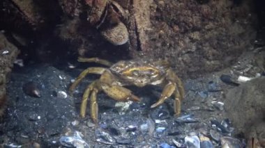 Büyük bitkisel Yengeç, erkek. Yeşil Yengeç (Çingene maenas). İstilacı türlerin