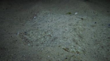 Kum kafa sole hangi tarama münzevi kimse Yengeç ile