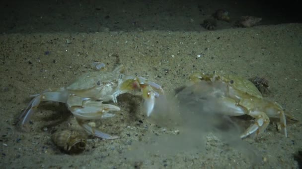 Kraby Karmazyn Macropipus Holsatus Jeść Jellyfish Aurelia Uszata — Wideo stockowe