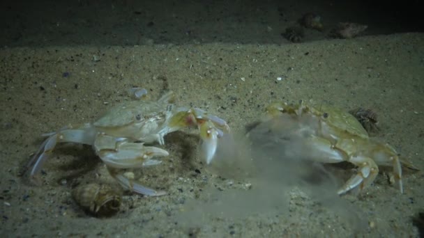 Medúzy Aurelia Aurita Jíst Kraby Okouník Macropipus Holsatus — Stock video