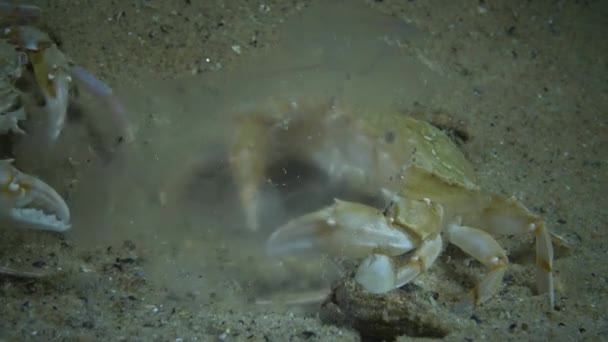 Los Cangrejos Gallineta Nórdica Macropipus Holsatus Comen Medusas Aurelia Aurita — Vídeos de Stock