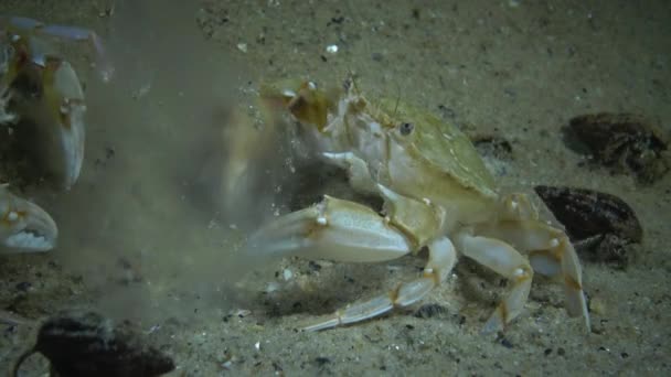 Los Cangrejos Gallineta Nórdica Macropipus Holsatus Comen Medusas Aurelia Aurita — Vídeos de Stock