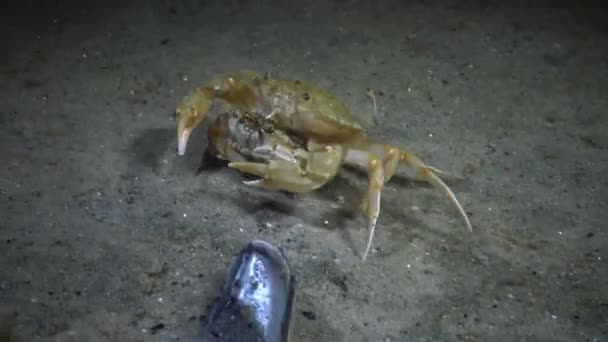 Liocarcinus Holsatus Sometimes Known Common Name Flying Crab — Stock Video