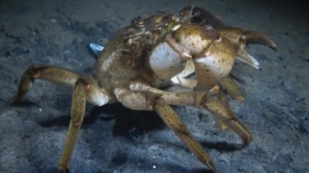 Caranguejo Ervas Grande Macho Caranguejo Verde Carcinus Maenas Espécies Invasoras — Vídeo de Stock