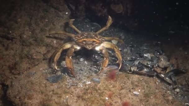 Grote Kruiden Krab Mannelijke Groene Krab Carcinus Maenas Invasieve Soorten — Stockvideo