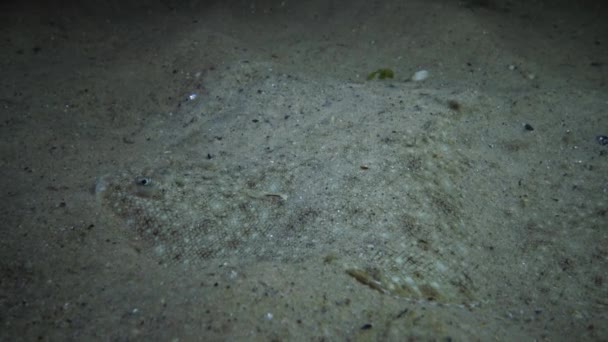 Head Sand Sole Which Crawling Hermit Crabs — Stock Video