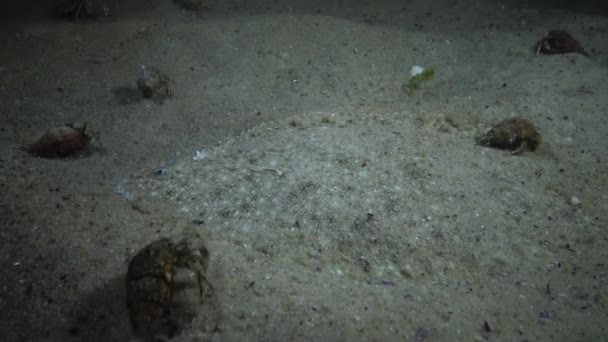 Cabeça Linguado Areia Através Qual Rastejam Caranguejos Eremita — Vídeo de Stock