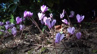 Siklamen 23 tür Primulaceae ailesindeki çok yıllık çiçekli bitki cinsidir