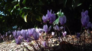 Siklamen 23 tür Primulaceae ailesindeki çok yıllık çiçekli bitki cinsidir