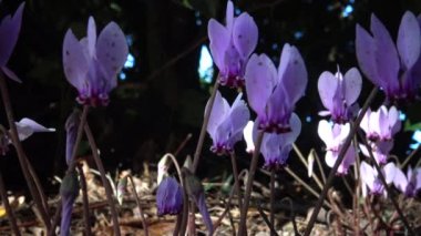 Siklamen 23 tür Primulaceae ailesindeki çok yıllık çiçekli bitki cinsidir