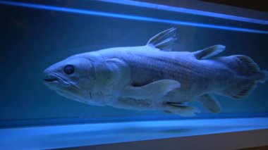Latimeria, Musee d 'histoire naturelle de Nantes
