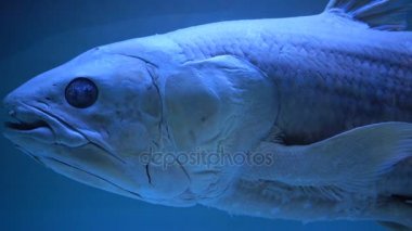 Latimeria, Musee d 'histoire naturelle de Nantes