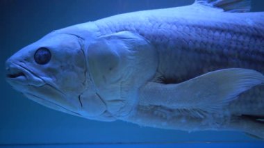 Latimeria, Musee d 'histoire naturelle de Nantes