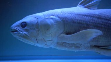 Latimeria, Musee d 'histoire naturelle de Nantes