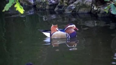 Gökkuşağı çeşme. Botanik Bahçesi Nantes'un karşısında yer almaktadır. Fransa