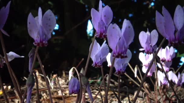 Cyclamen Género Plantas Con Flores Perteneciente Familia Primulaceae — Vídeos de Stock