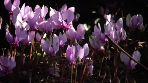 Cyclamen Een Geslacht Van Soorten Bloeiende Planten Uit Familie Primulaceae — Stockvideo