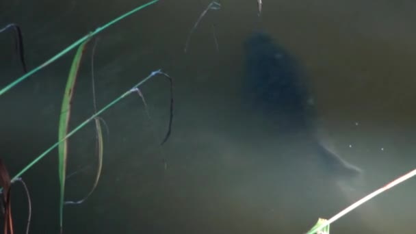 Stor Fisk Karp Att Fånga Plankton — Stockvideo