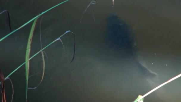 Dicker Fisch Karpfen Fängt Plankton — Stockvideo