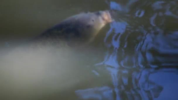 Big Fish Carp Catching Plankton — Stock Video